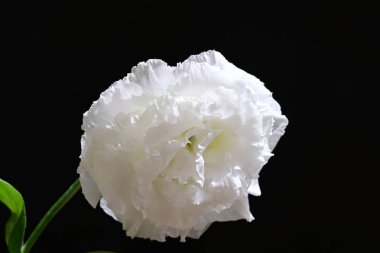 Östoma çiçeklerini siyah arkaplanda kapat