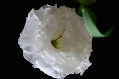 Östoma çiçeklerini siyah arkaplanda kapat