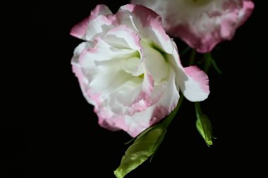 Östoma çiçeklerini siyah arkaplanda kapat