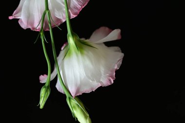 Östoma çiçeklerini siyah arkaplanda kapat