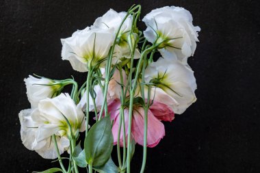 Östoma çiçeklerini siyah arkaplanda kapat