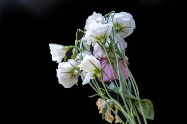 Östoma çiçeklerini siyah arkaplanda kapat