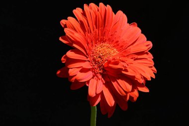siyah zemin çiçek gerbera 
