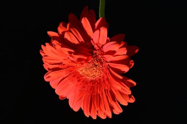 siyah zemin çiçek gerbera 