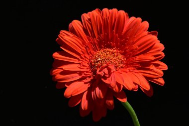 siyah zemin çiçek gerbera 