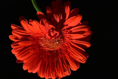 siyah zemin çiçek gerbera 