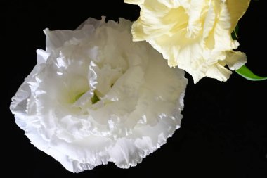 Östoma çiçeklerini siyah arkaplanda kapat