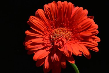 siyah zemin çiçek gerbera 