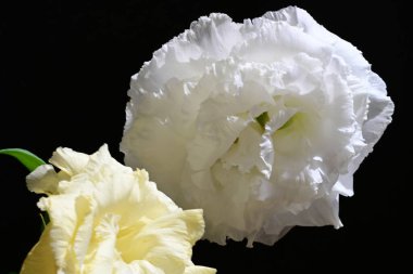 Östoma çiçeklerini siyah arkaplanda kapat