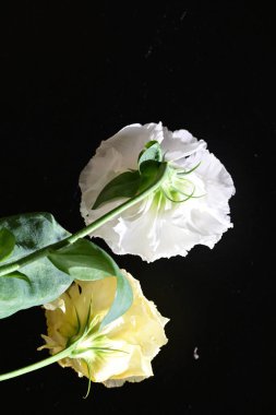 Östoma çiçeklerini siyah arkaplanda kapat