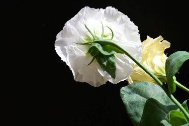 Östoma çiçeklerini siyah arkaplanda kapat