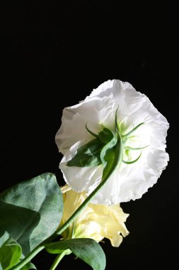 Östoma çiçeklerini siyah arkaplanda kapat