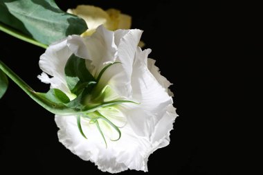 Östoma çiçeklerini siyah arkaplanda kapat