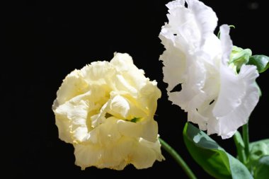 Östoma çiçeklerini siyah arkaplanda kapat