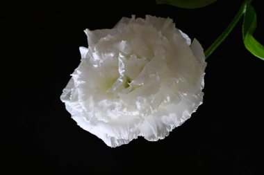 Östoma çiçeklerini siyah arkaplanda kapat