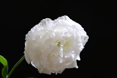 Östoma çiçeklerini siyah arkaplanda kapat