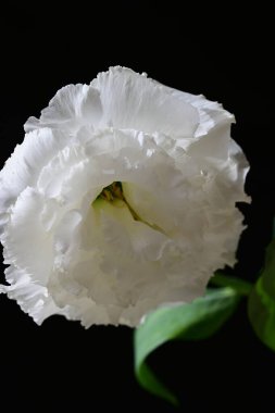 Östoma çiçeklerini siyah arkaplanda kapat