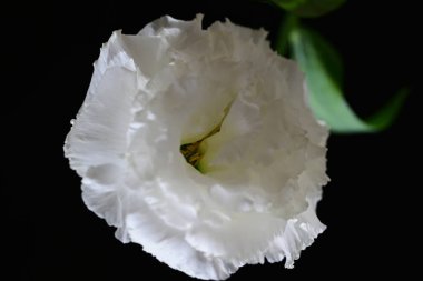 Östoma çiçeklerini siyah arkaplanda kapat