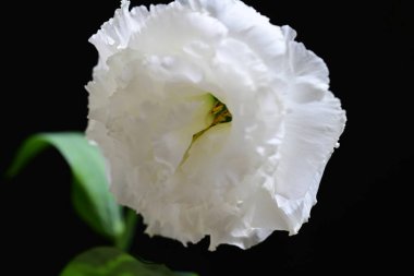 Östoma çiçeklerini siyah arkaplanda kapat