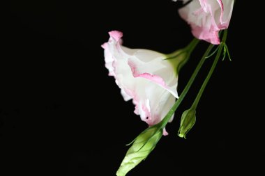 Östoma çiçeklerini siyah arkaplanda kapat