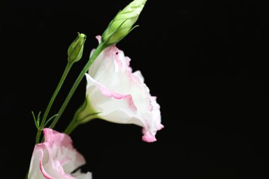 Östoma çiçeklerini siyah arkaplanda kapat