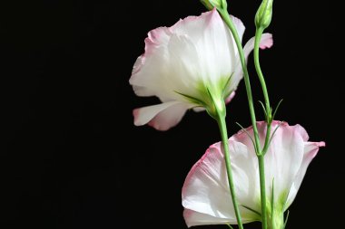 Östoma çiçeklerini siyah arkaplanda kapat