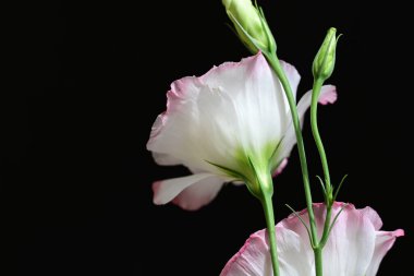 Östoma çiçeklerini siyah arkaplanda kapat