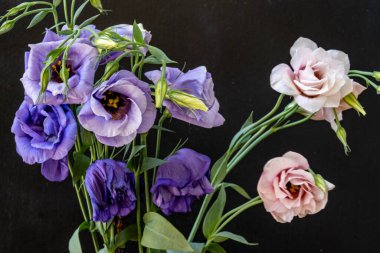 Östoma çiçeklerini siyah arkaplanda kapat