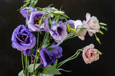 Östoma çiçeklerini siyah arkaplanda kapat