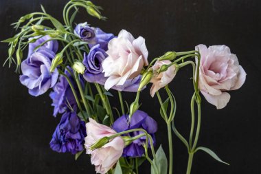 Östoma çiçeklerini siyah arkaplanda kapat