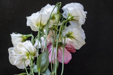 Östoma çiçeklerini siyah arkaplanda kapat