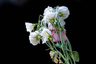 Östoma çiçeklerini siyah arkaplanda kapat