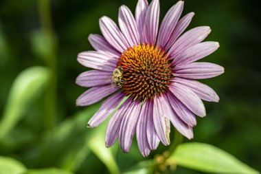 Güzel çiçeklerin yakın çekim görüntüsü, doğa konsepti arka plan 