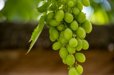 Güzel çiçeklerin yakın çekim görüntüsü, doğa konsepti arka plan 
