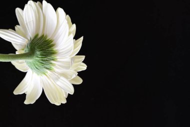 siyah zemin çiçek gerbera 