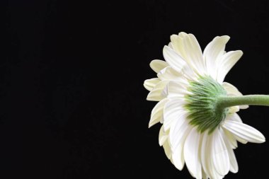 siyah zemin çiçek gerbera 