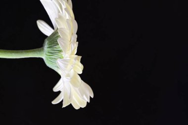 siyah zemin çiçek gerbera 