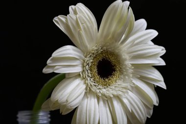 siyah zemin çiçek gerbera 