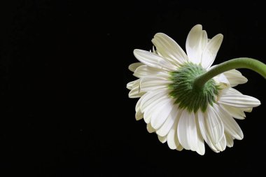 siyah zemin çiçek gerbera 