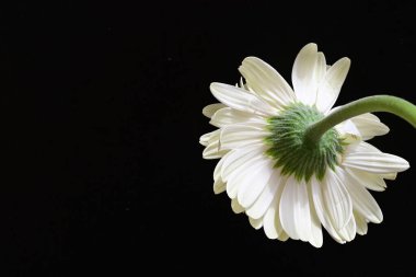 siyah zemin çiçek gerbera 