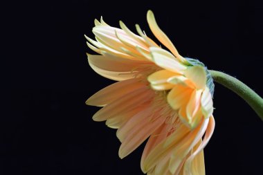 siyah zemin çiçek gerbera 