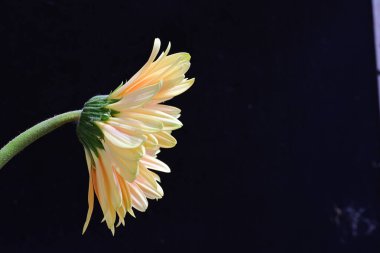 güzel sarı gerbera çiçeği siyah arkaplanda 