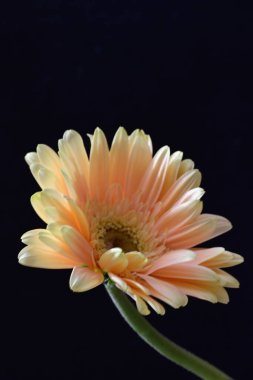 güzel sarı gerbera çiçeği siyah arkaplanda 