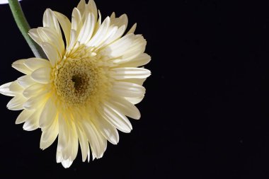 güzel sarı gerbera çiçeği siyah arkaplanda 