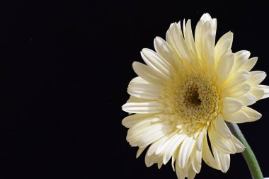 güzel sarı gerbera çiçeği siyah arkaplanda 