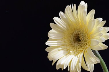 güzel sarı gerbera çiçeği siyah arkaplanda 