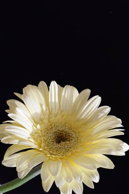 güzel sarı gerbera çiçeği siyah arkaplanda 