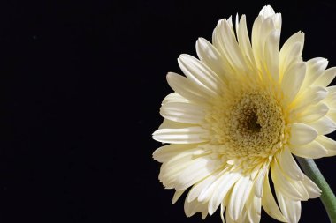 güzel sarı gerbera çiçeği siyah arkaplanda 