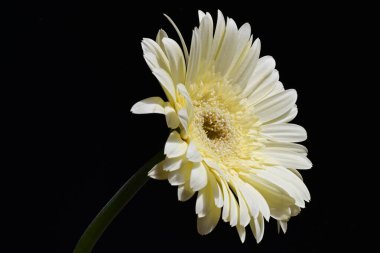 güzel sarı gerbera çiçeği siyah arkaplanda 