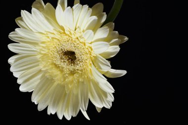 güzel sarı gerbera çiçeği siyah arkaplanda 